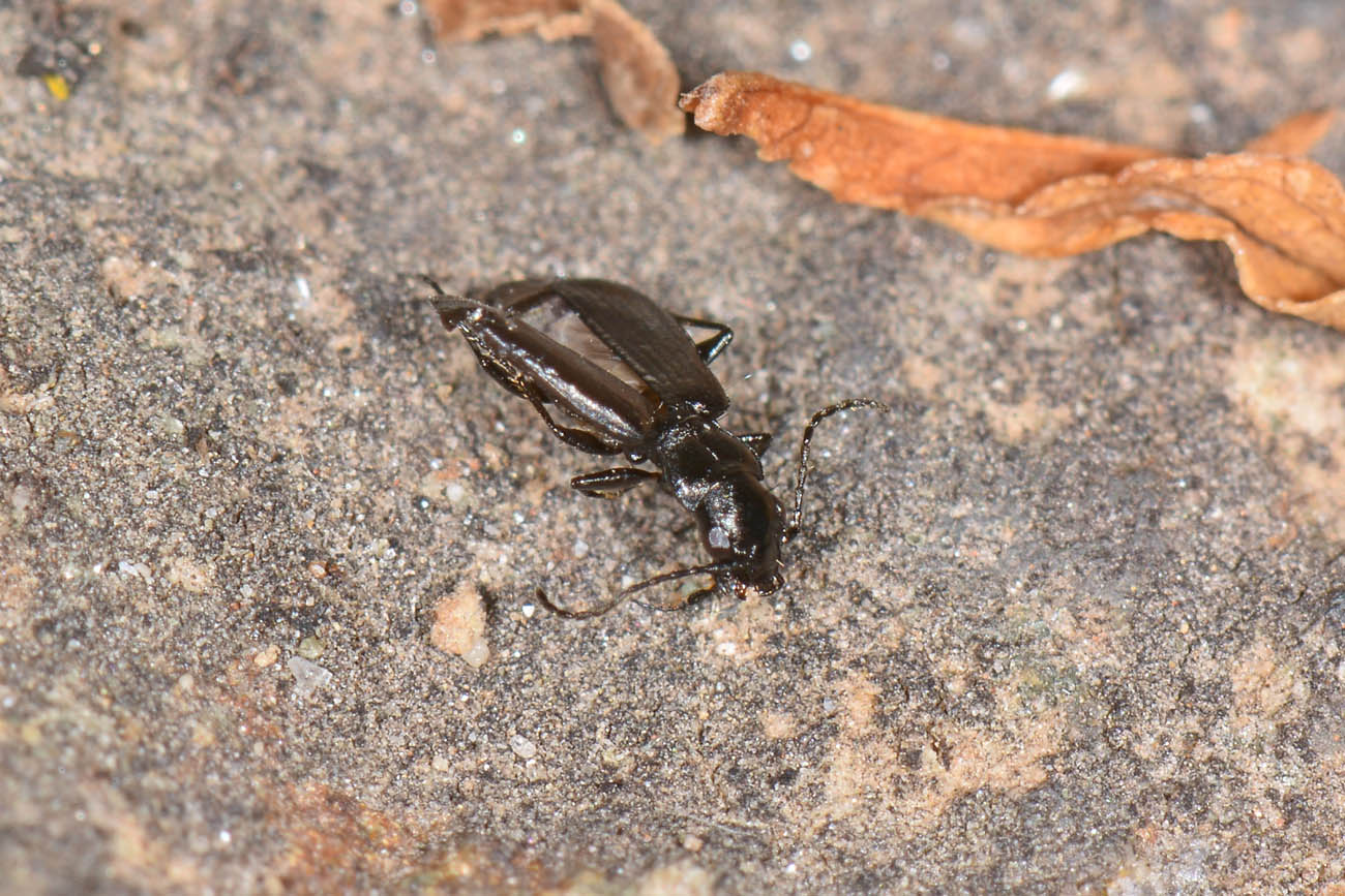 Carabidae: Apristus europaeus: il 